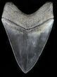 Sharply, Serrated Megalodon Tooth - Georgia #30940-1